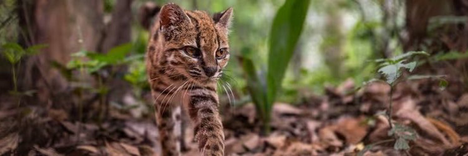 Tigrino, a Leopardus tilcayo, walking through the Yungas forest floor